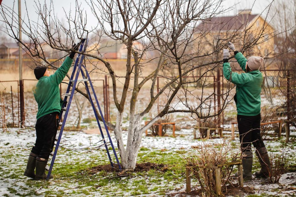 pruning and cutting of tree branches for winter pruning and cutting of tree branches for winter